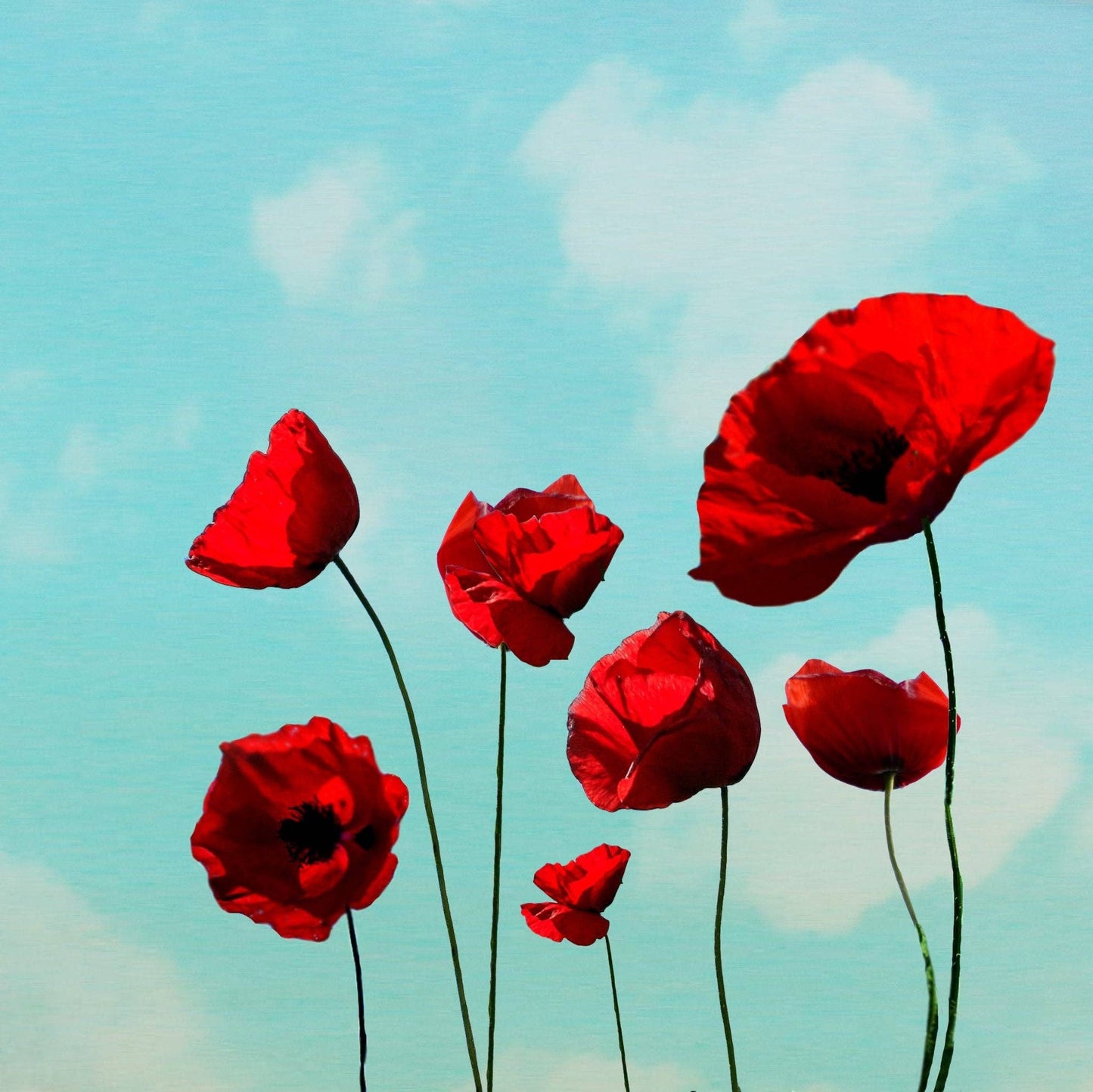 Art Block - Lost & Found - Poppies
